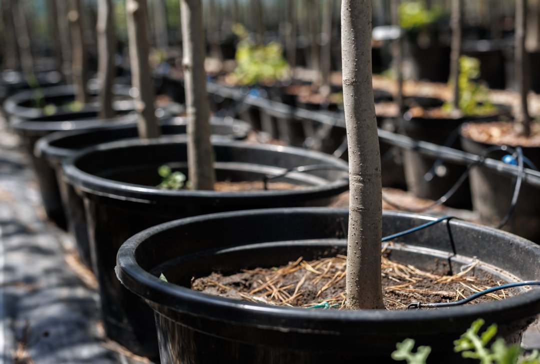 Plant Pots 88 pots uai