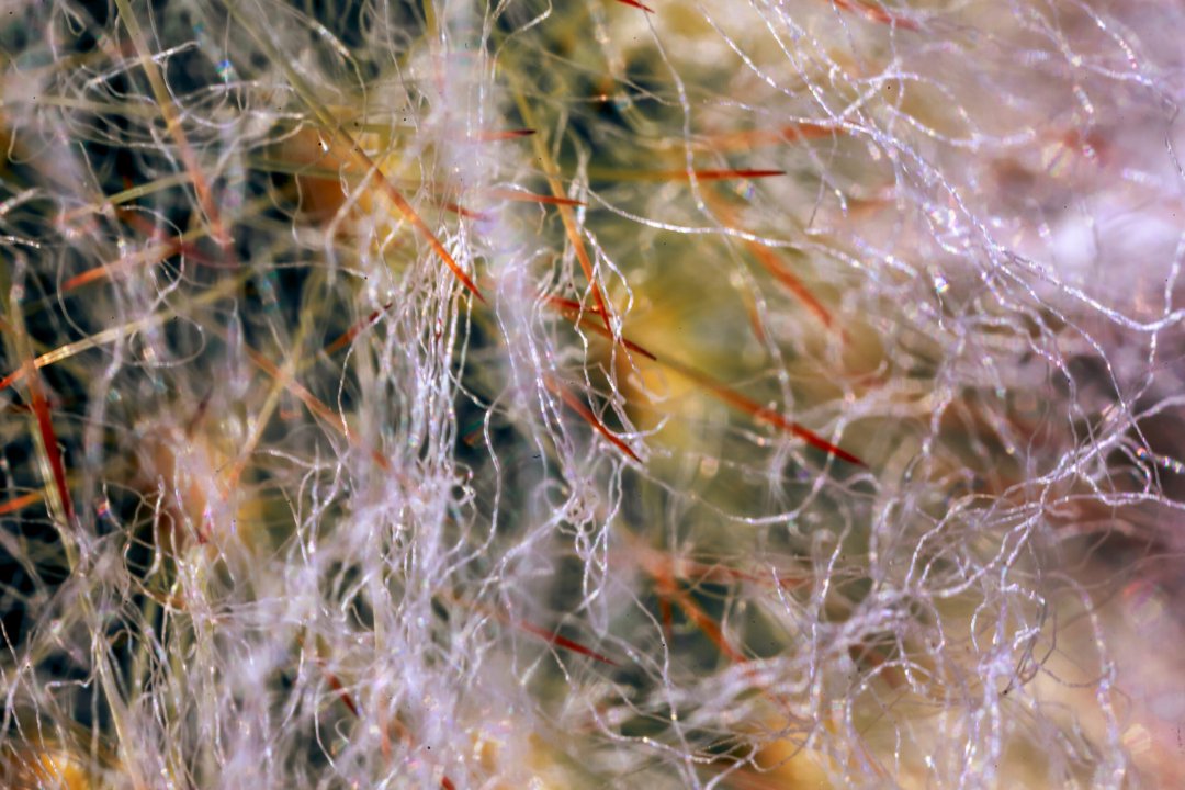 Long Vs Short Fiber Composites 75 macro shot of a cephalocereus senilis cactus thorn 2025 02 09 07 14 58 utc scaled uai