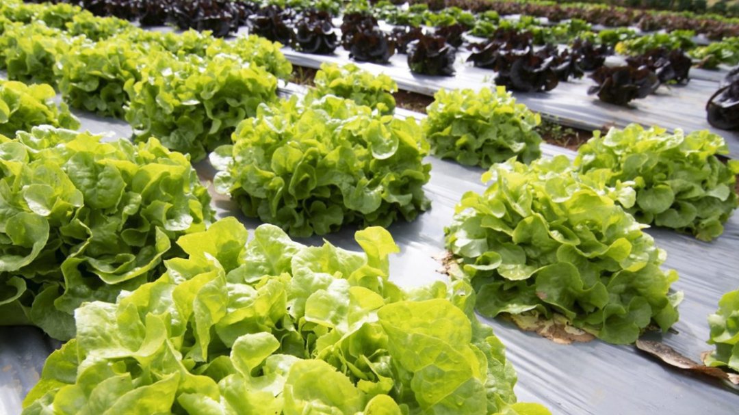 Soil Biodegradable header uai
